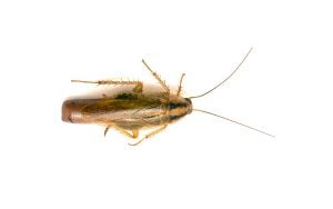 German cockroach with egg sac