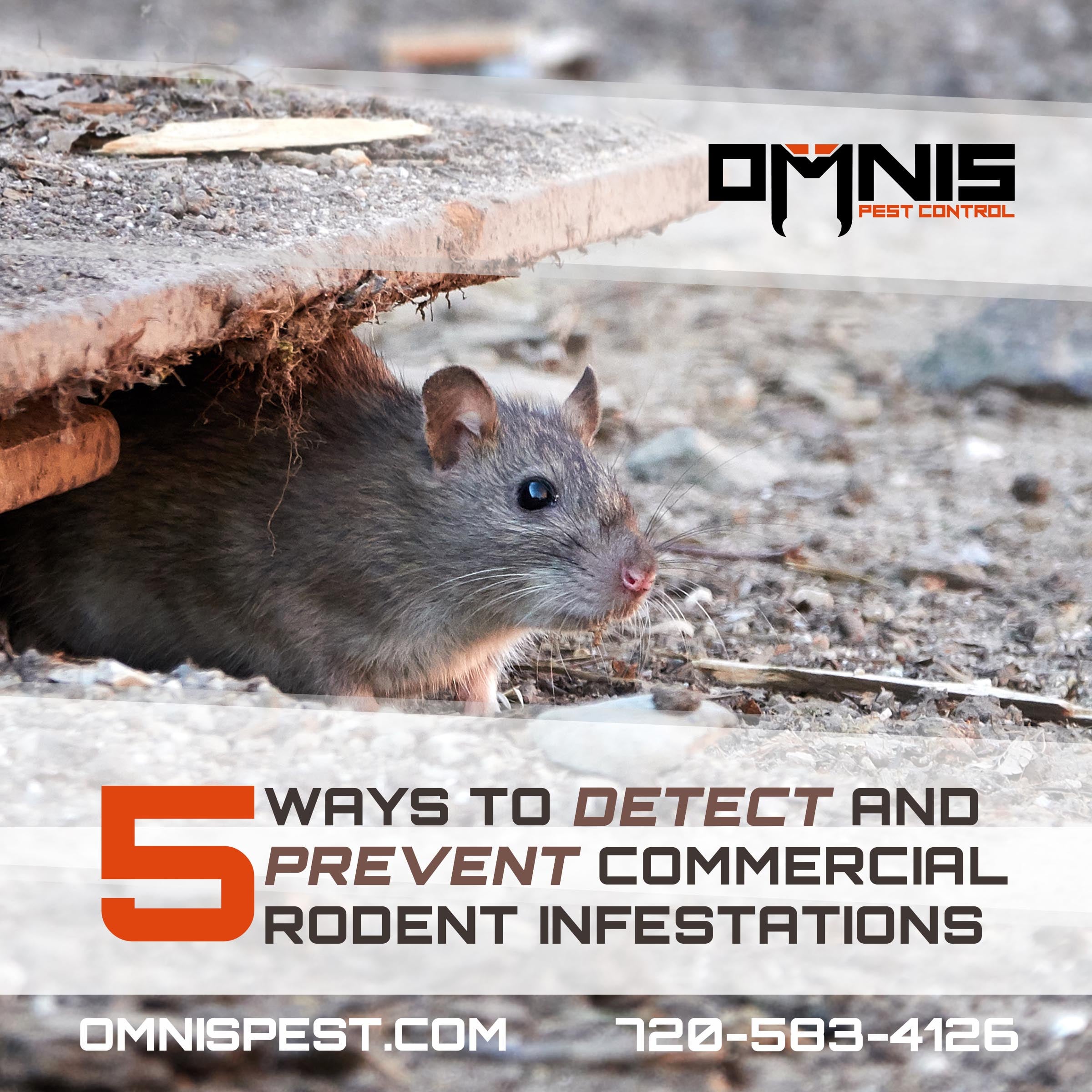 5 Ways to Detect and Prevent Commercial Rodent Infestations