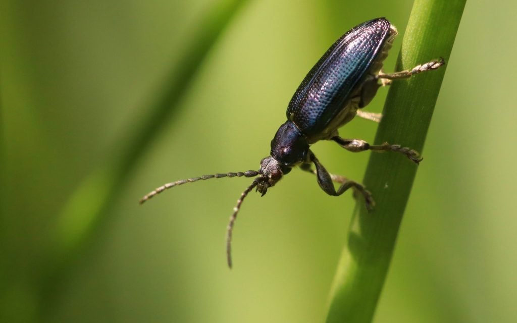 ground beetles are a good pest to have in our gardens