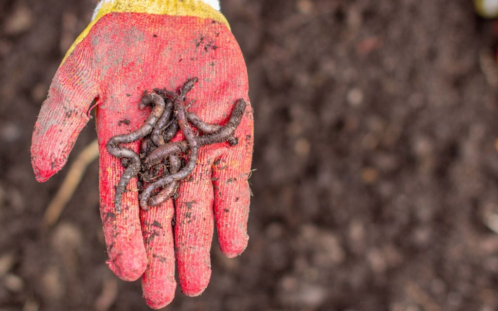 group of earthworms being held with a garden glove