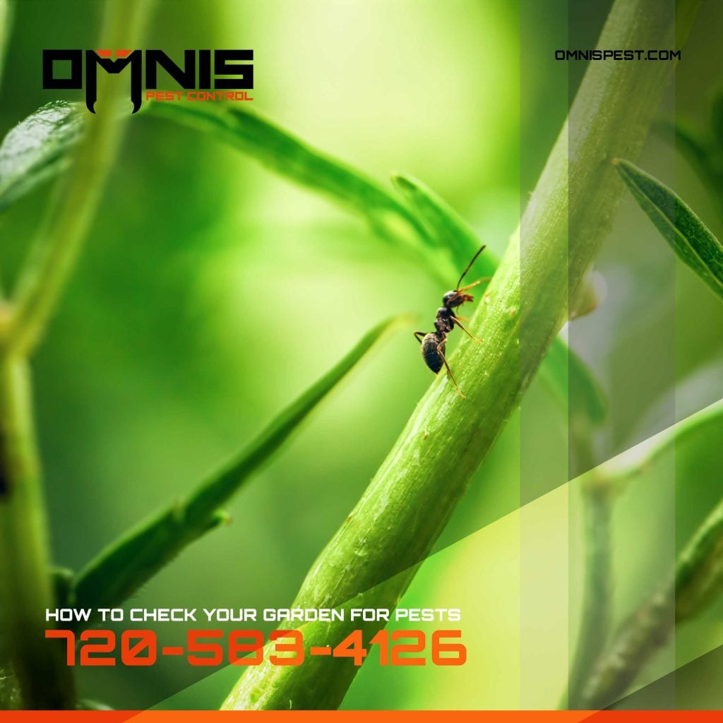 How to Check Your Garden for Pests