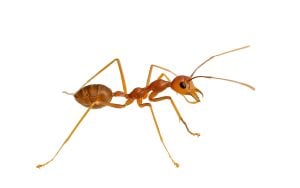 fire ant isolated on white