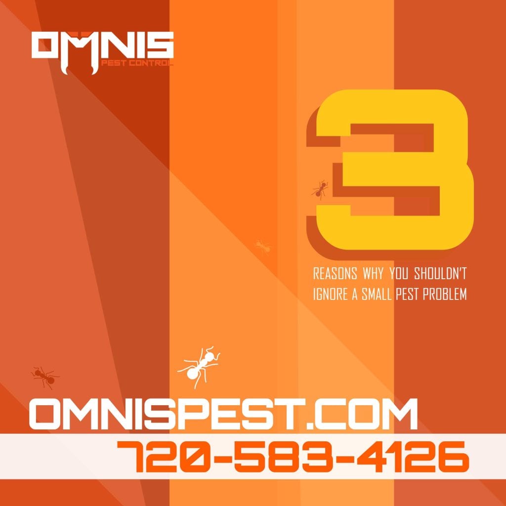 Reasons Why You Shouldn’t Ignore A Small Pest Problem