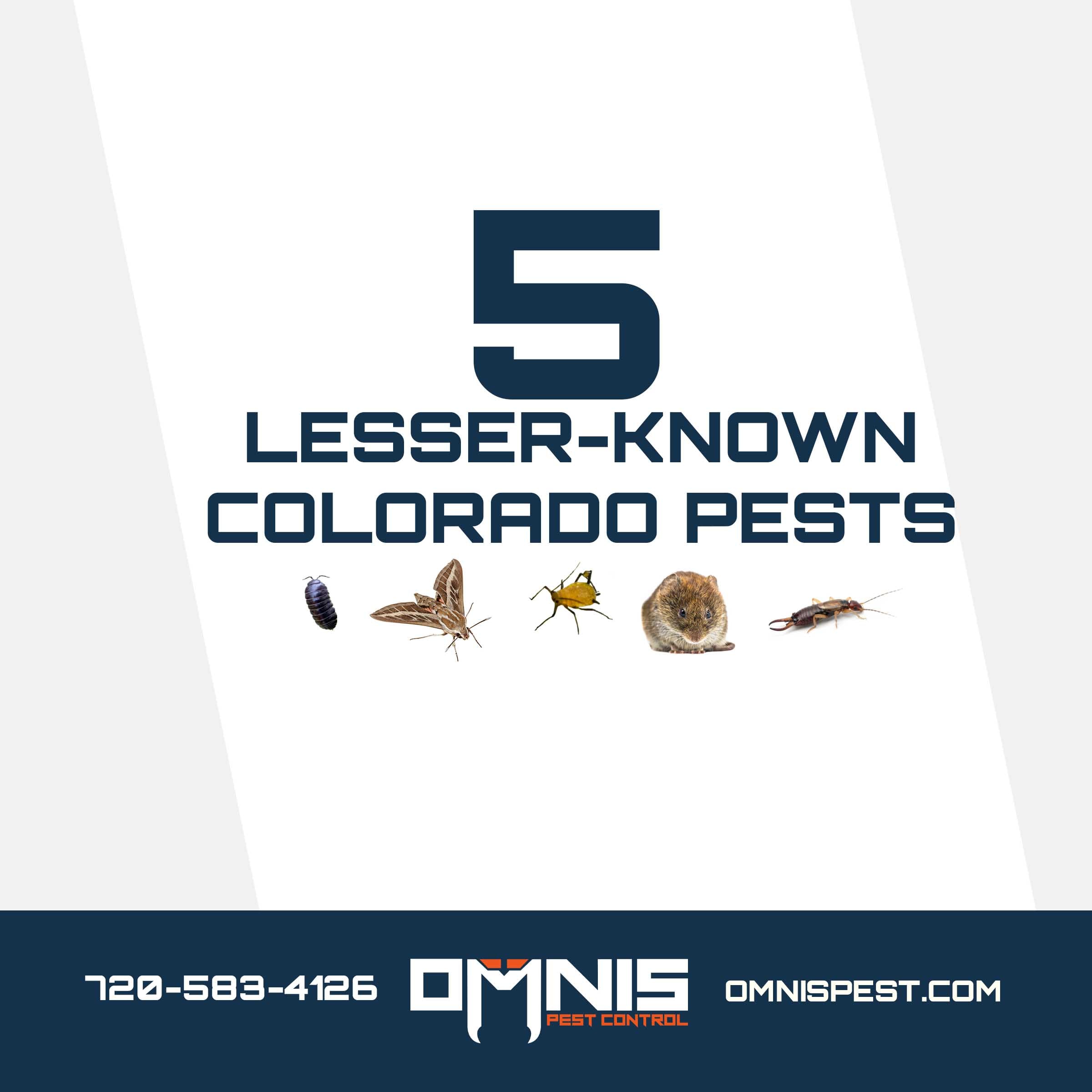 5 Lesser-Known Colorado Pests