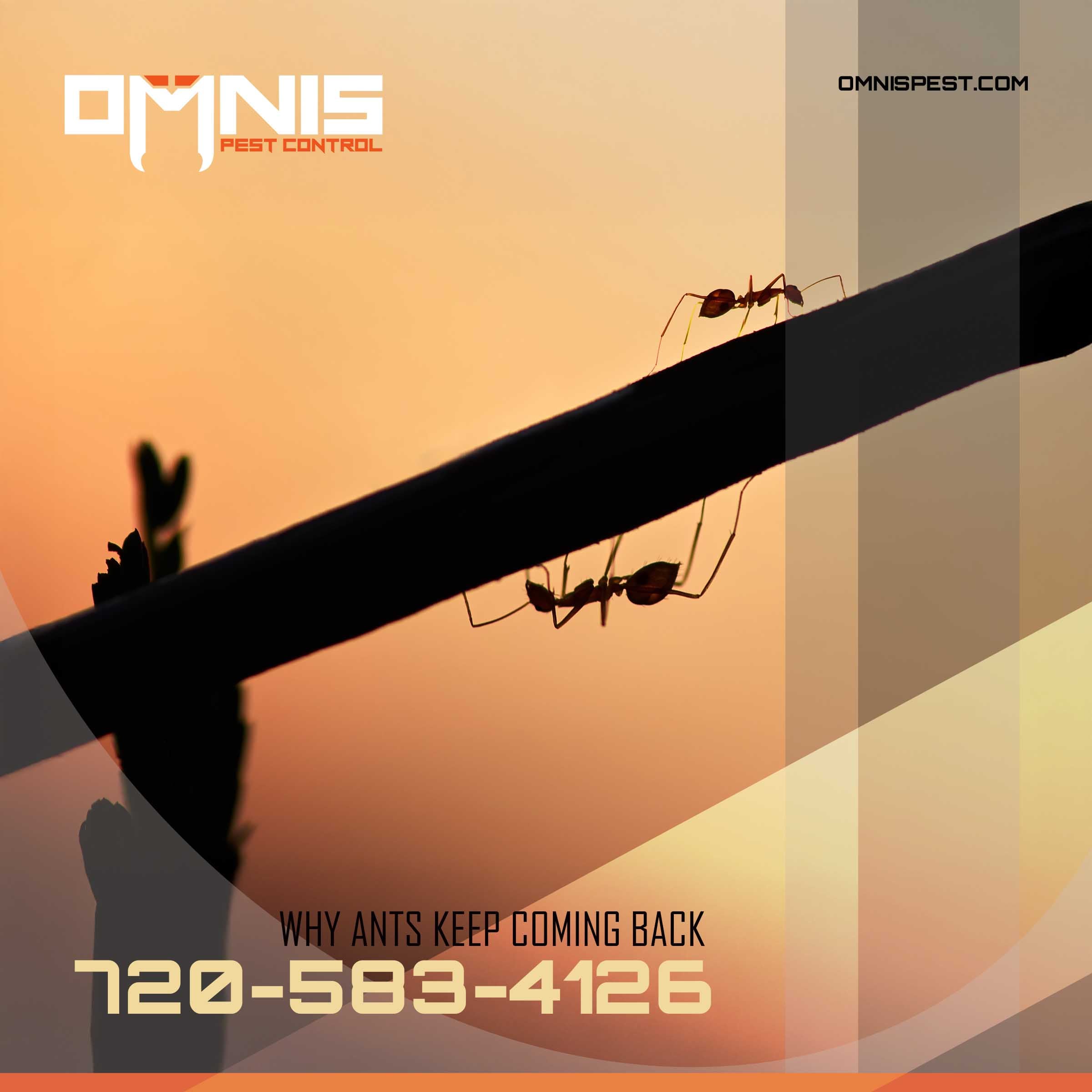 Why Do Ants Keep Coming Back to Your Home?