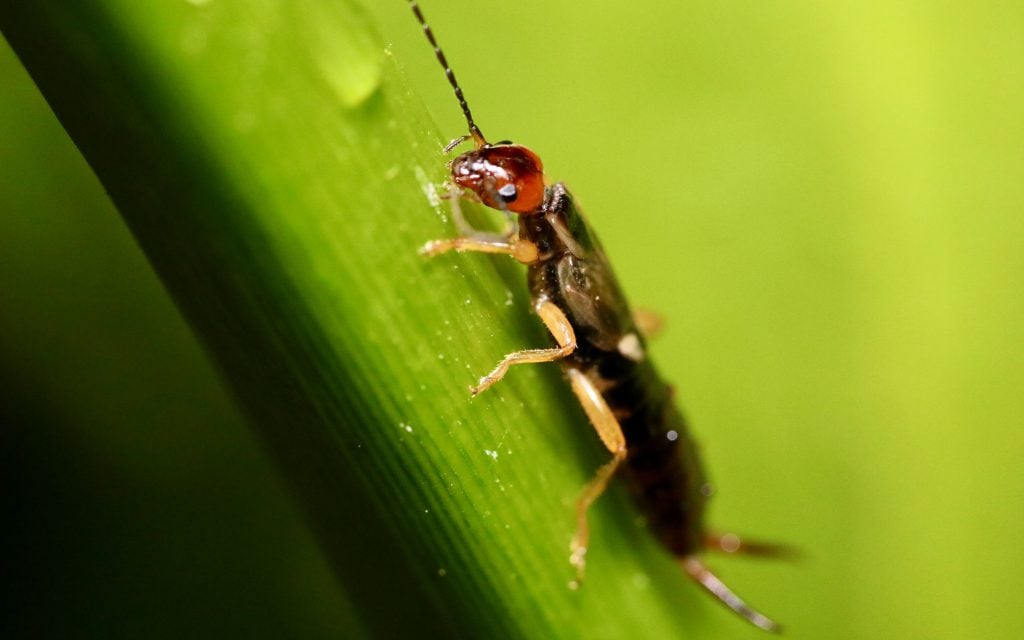 earwig on plant