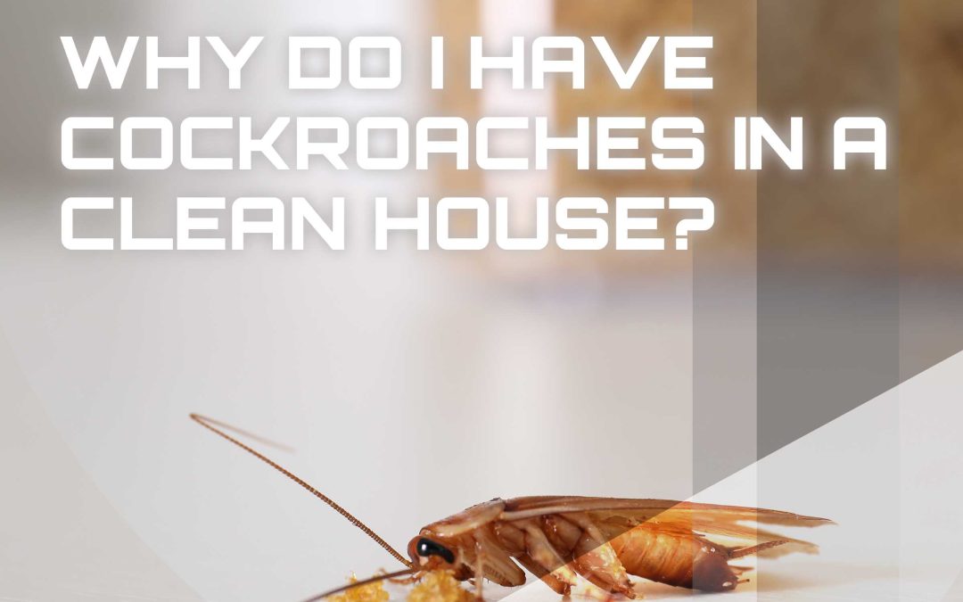 Why Do I Have Cockroaches In A Clean House?