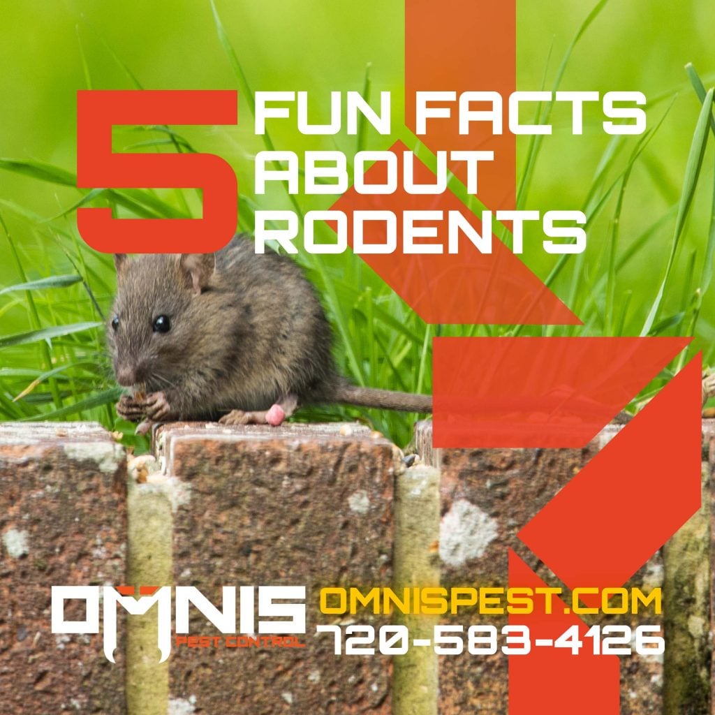 5 Fun Facts About Rodents
