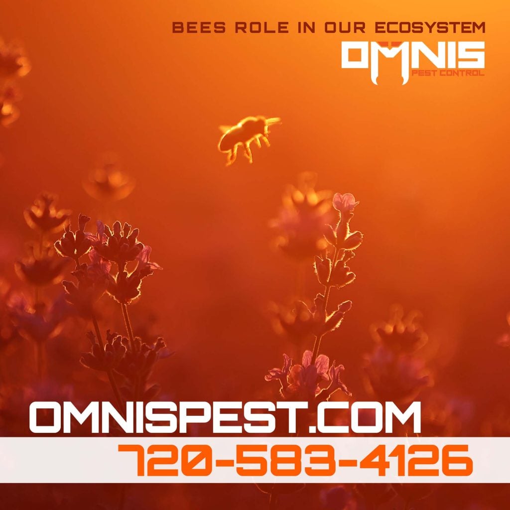 Bees Role in Our Ecosystem