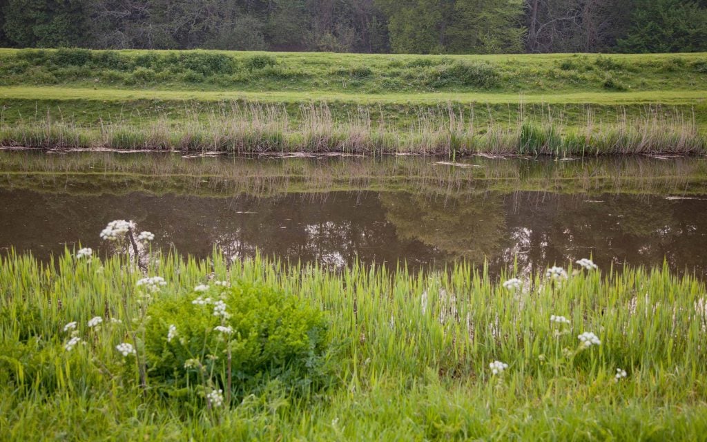 bees in our eco system love to find plants along the river like Queen Anne Lace