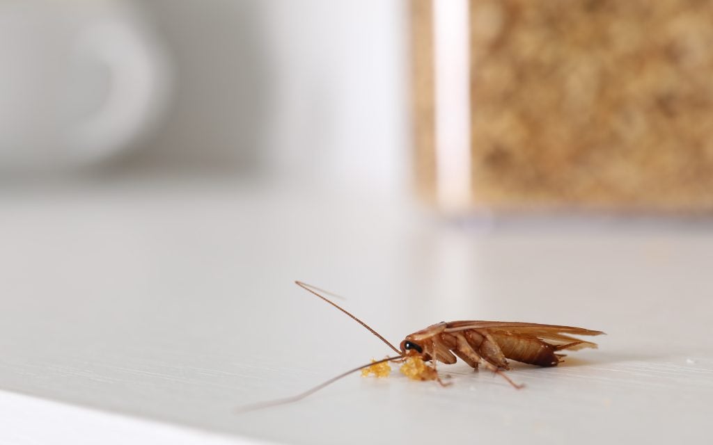cockroaches finds food crumb even in a clean house