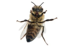 female bee looks scary but really is looking to protect the hive and pollinate plants