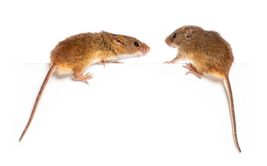 two mice for facts about rodents