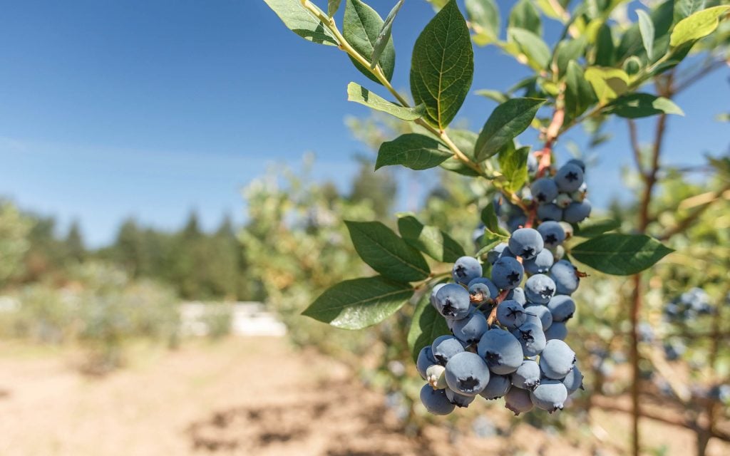 we are able to grow blueberry plants because bees in our eco system help pollinate