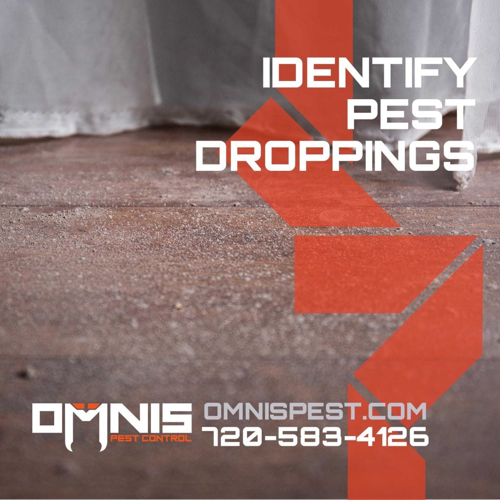 Identify Pest Droppings