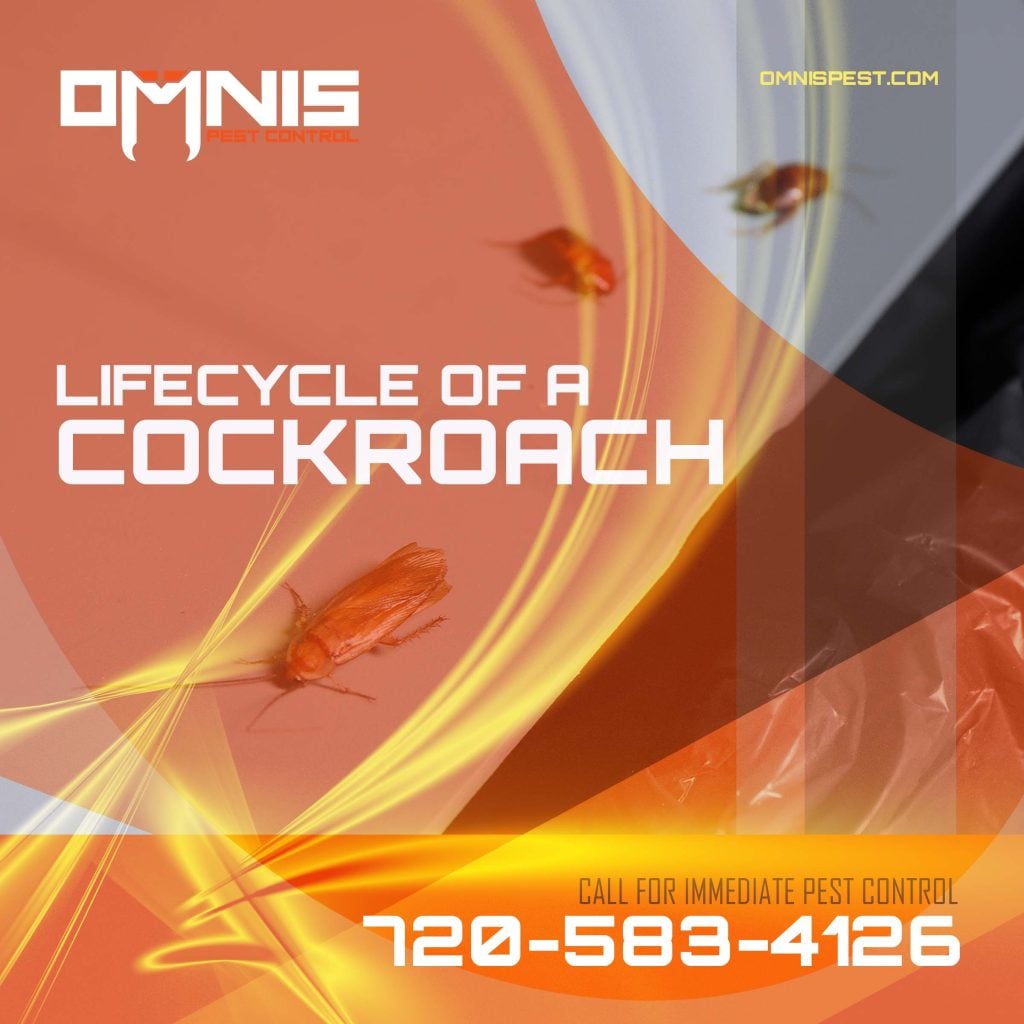 Lifecycle of a Cockroach