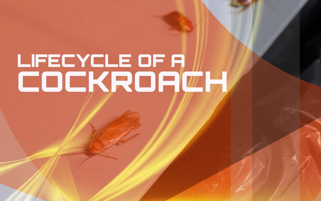 Lifecycle of a Cockroach