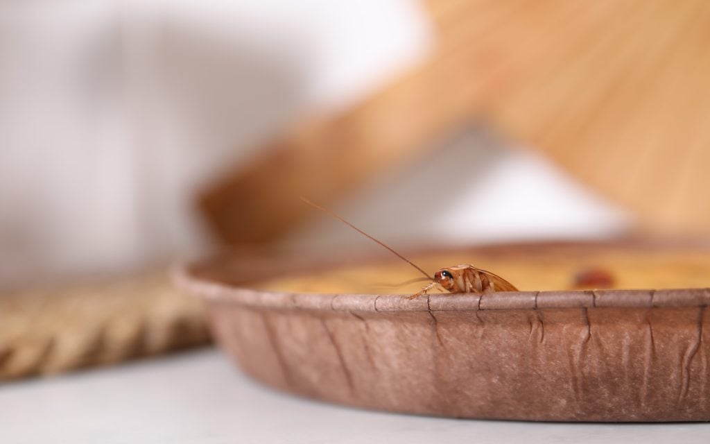 adult cockroach sticking its head out of a pie pan