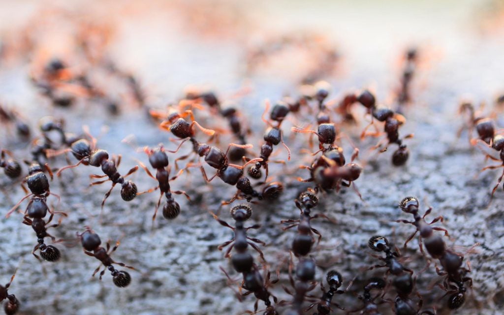 ant colony on sidewalk