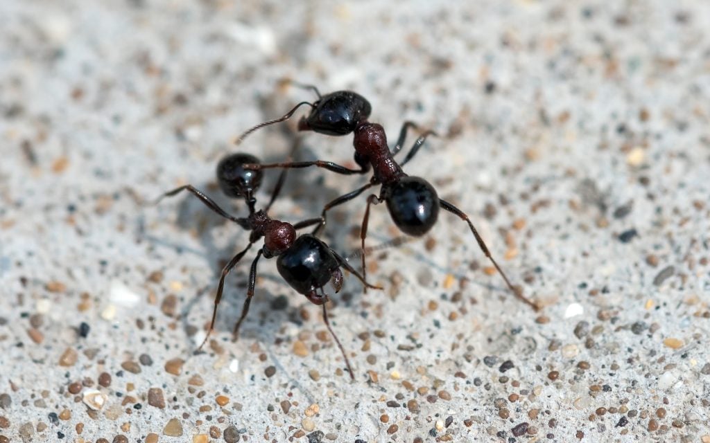 two ants on the sidewalk
