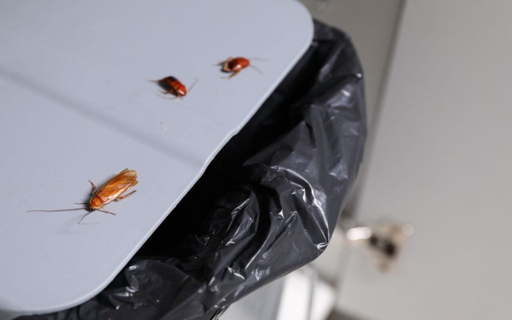 two different lifecycles of a cockroach one adult and two nymphs