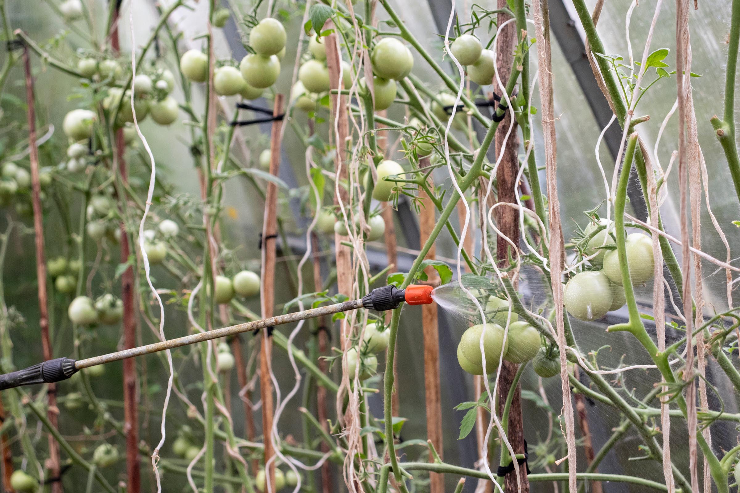 eco friendly pest control spray on tomatoes