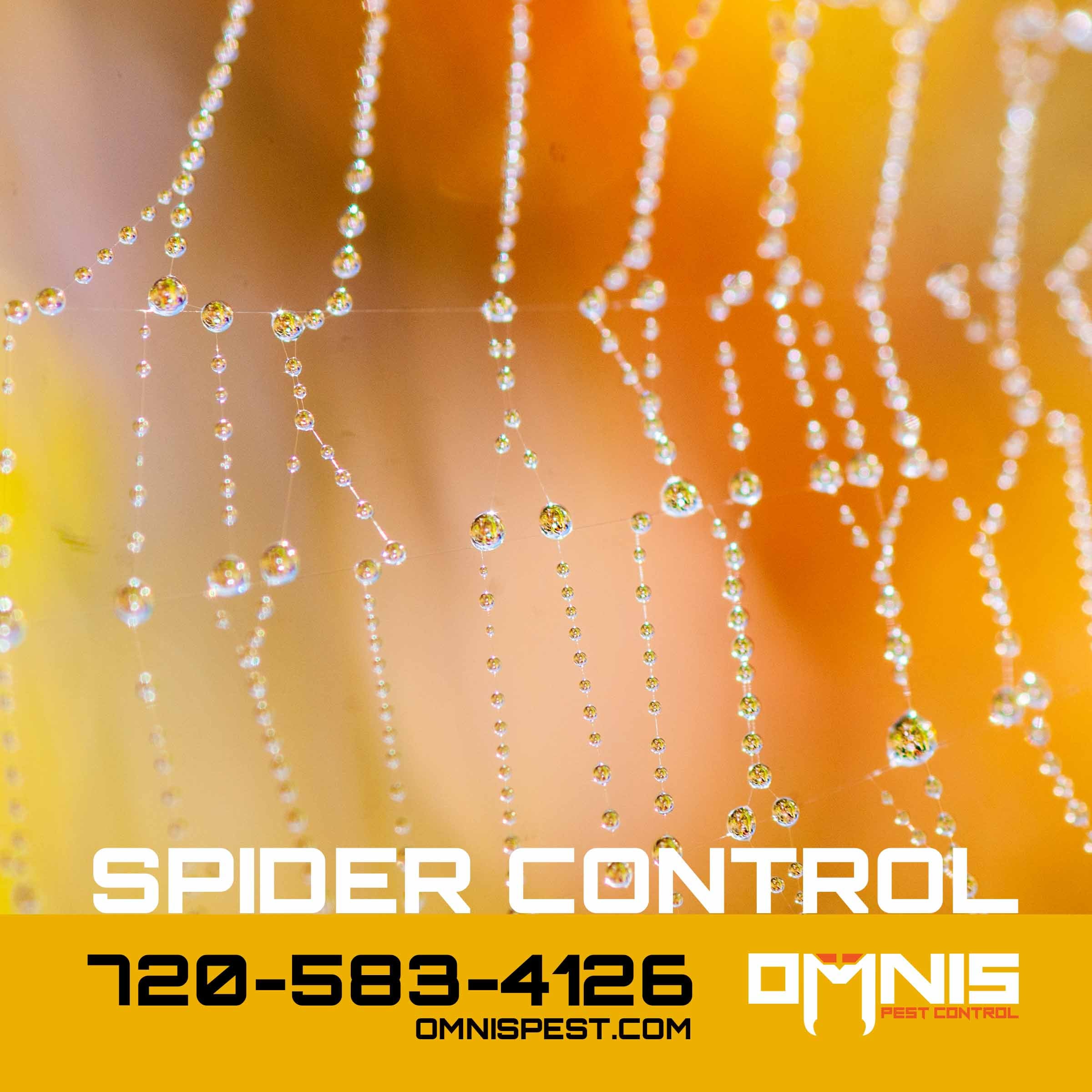 Spider Control