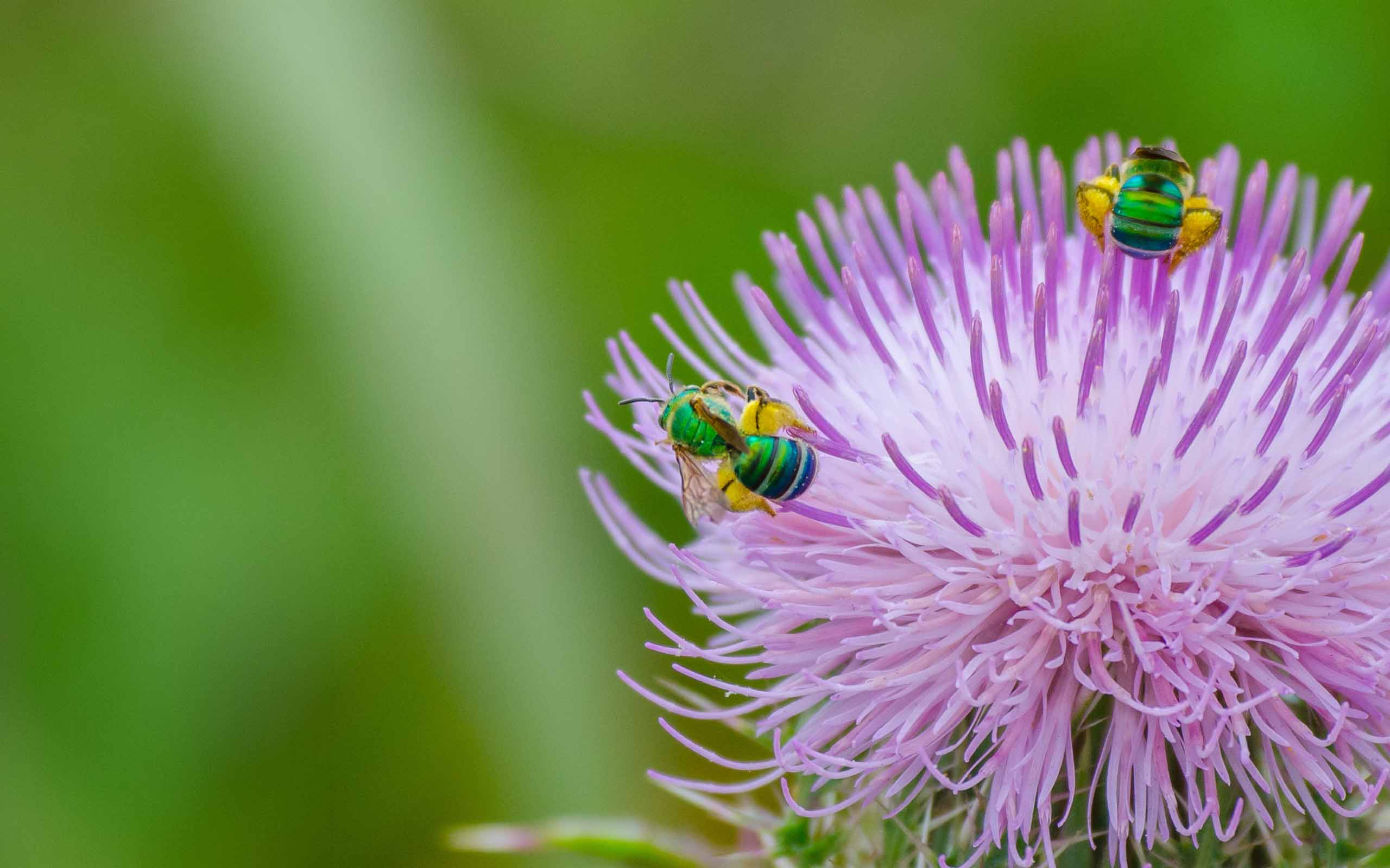 two green sweat bees collection flower pollen