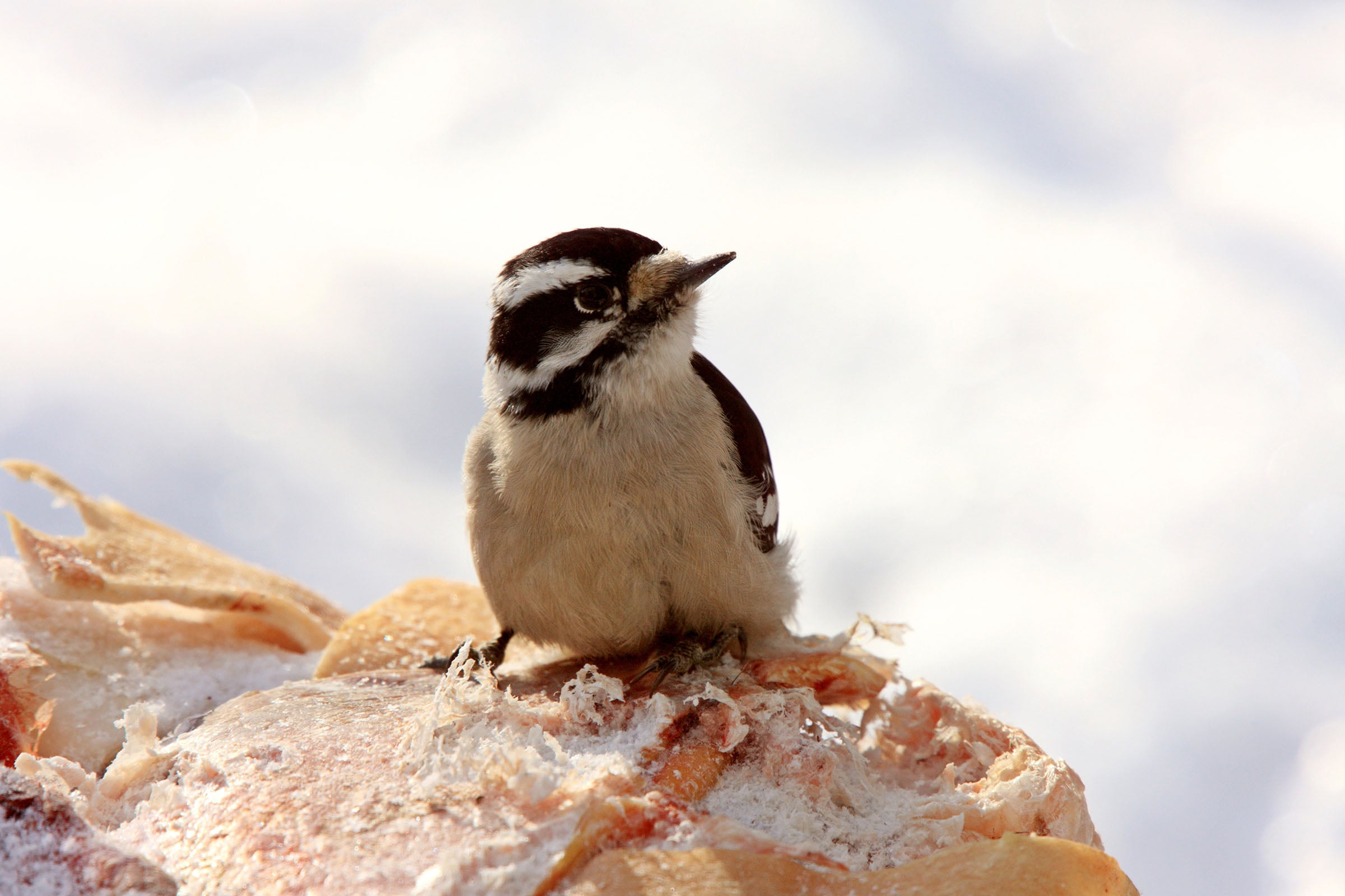Downy Woodpecker in snow