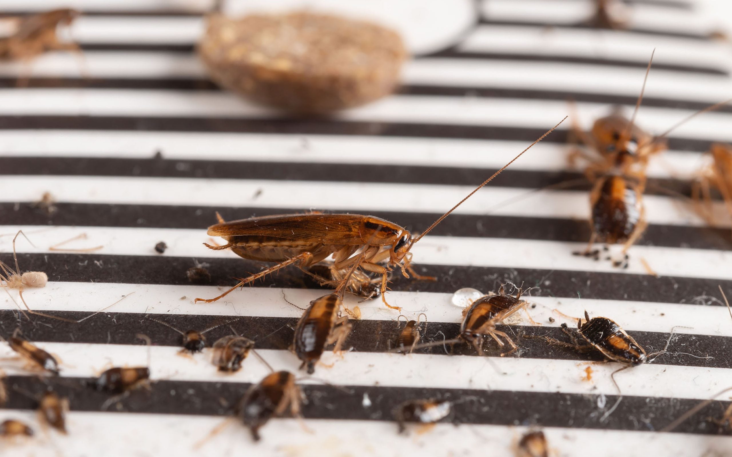 German cockroach infestation