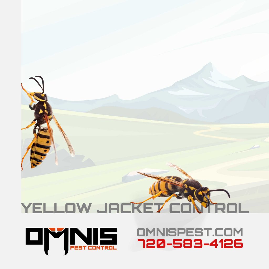 Yellow Jacket Control - OMNIS Pest Control