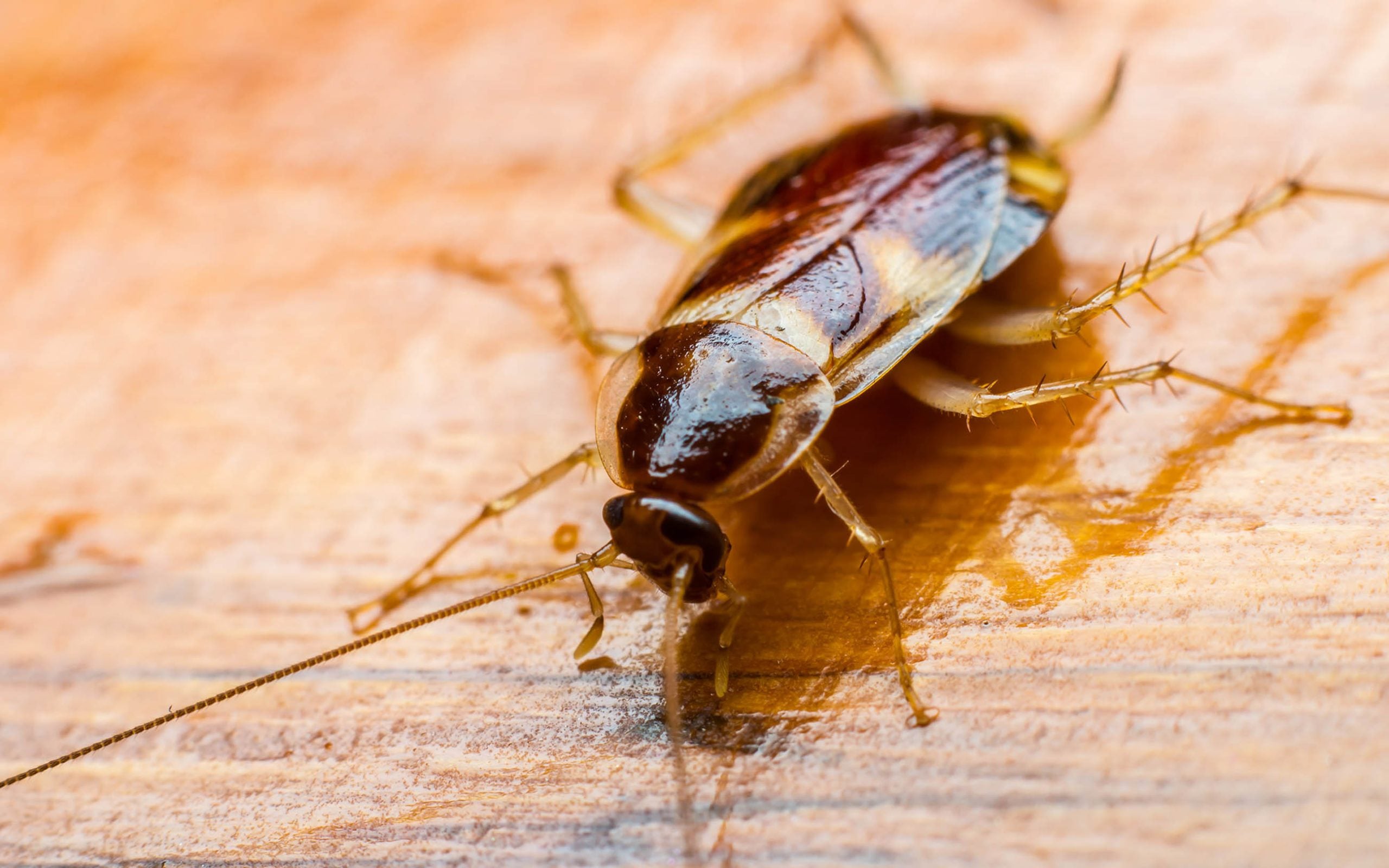 brown banded cockroach