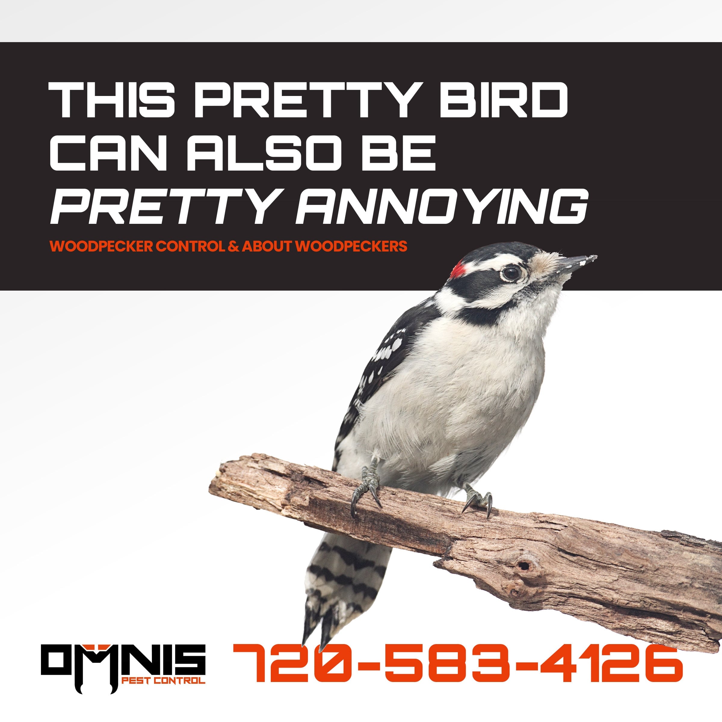 Northern Flicker woodpecker perching on a branch