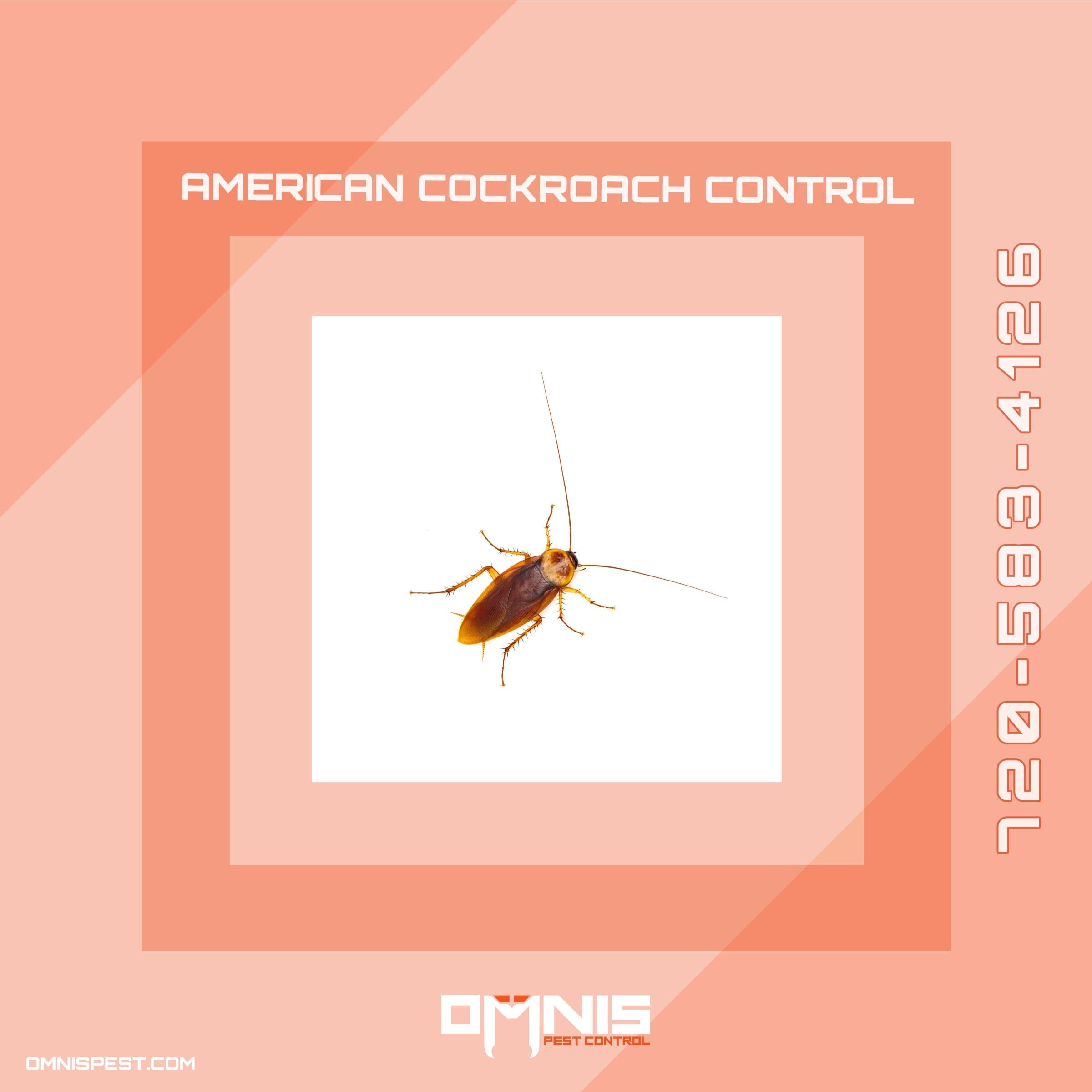 American cockroach top view