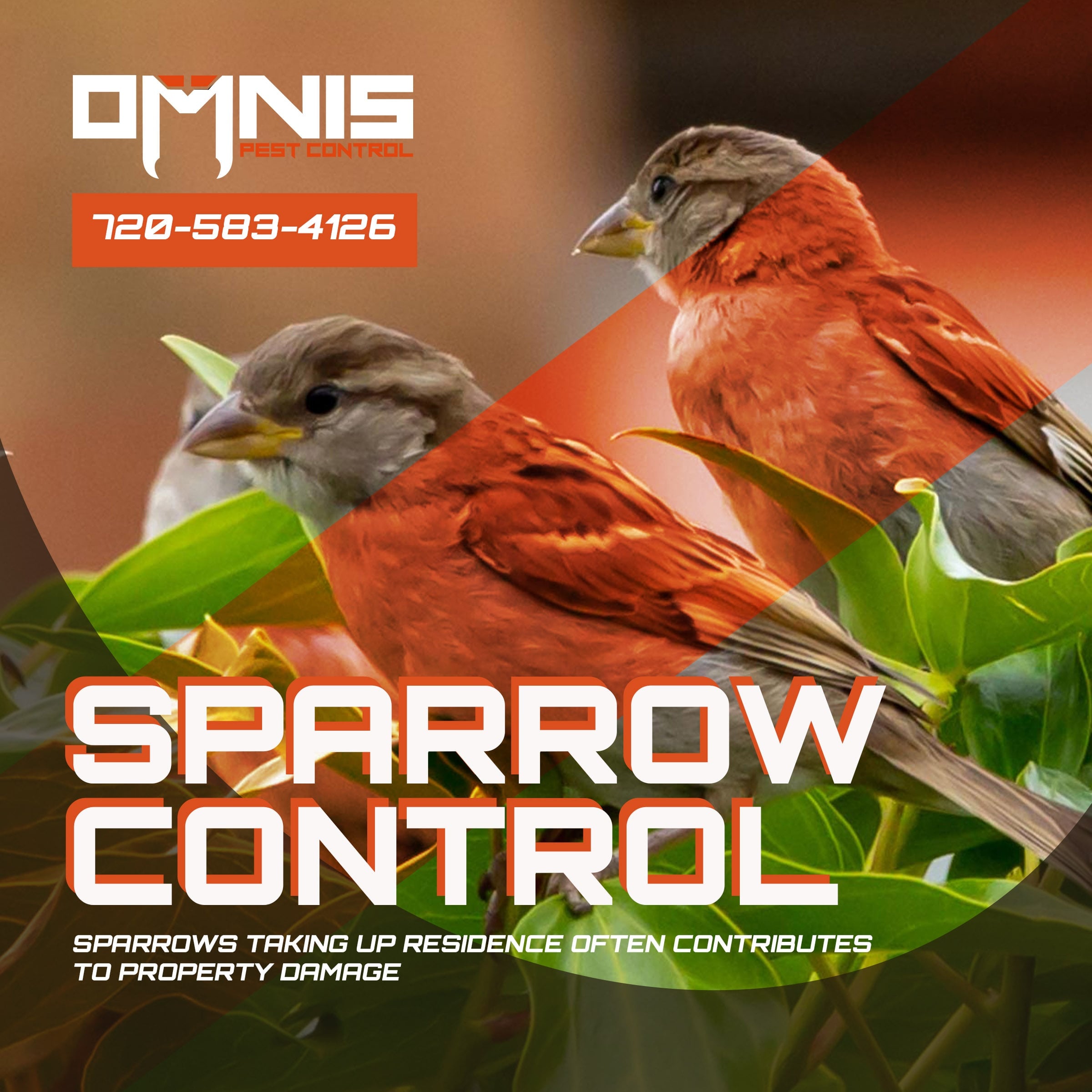OMNIS Pest sparrow control