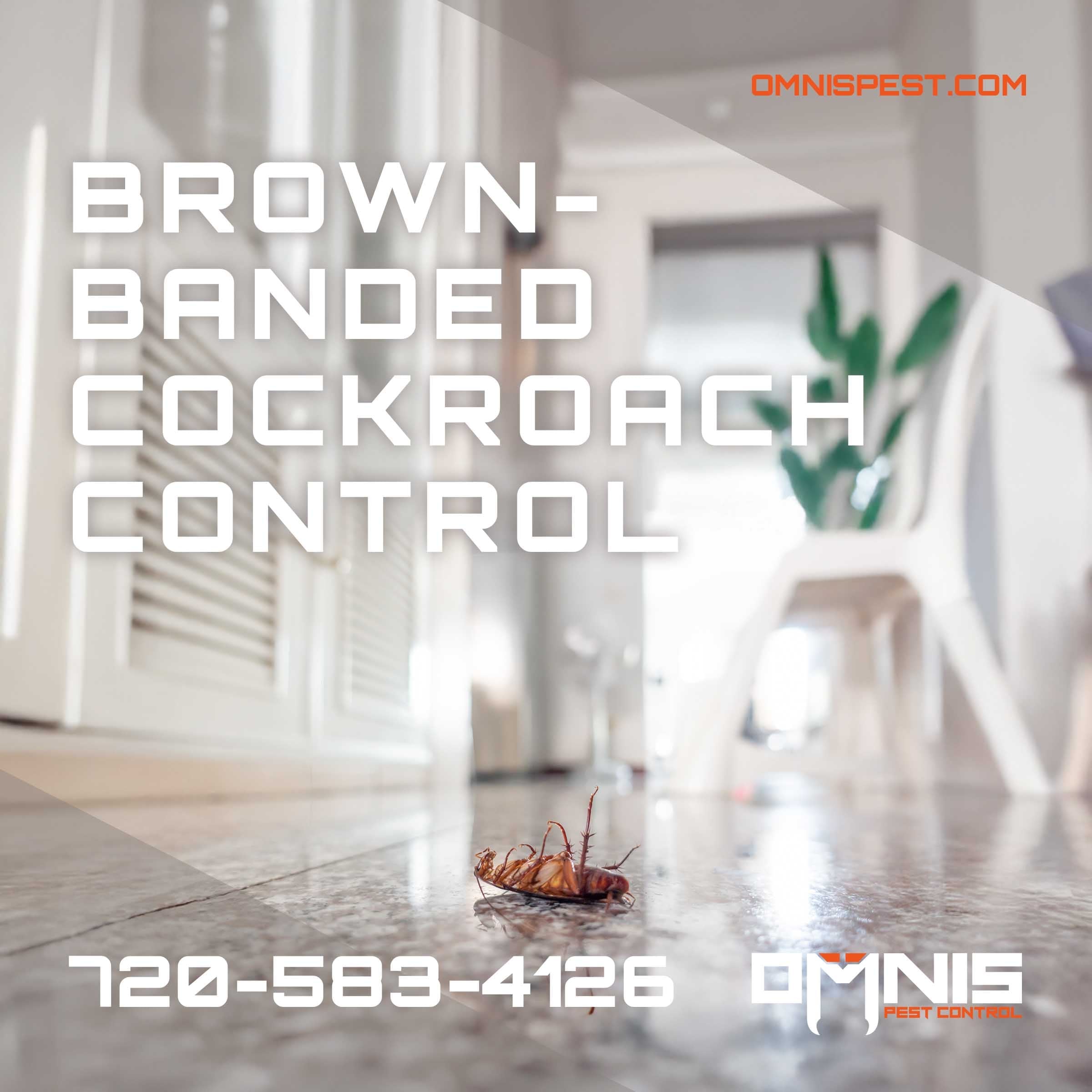 brown banded cockroach