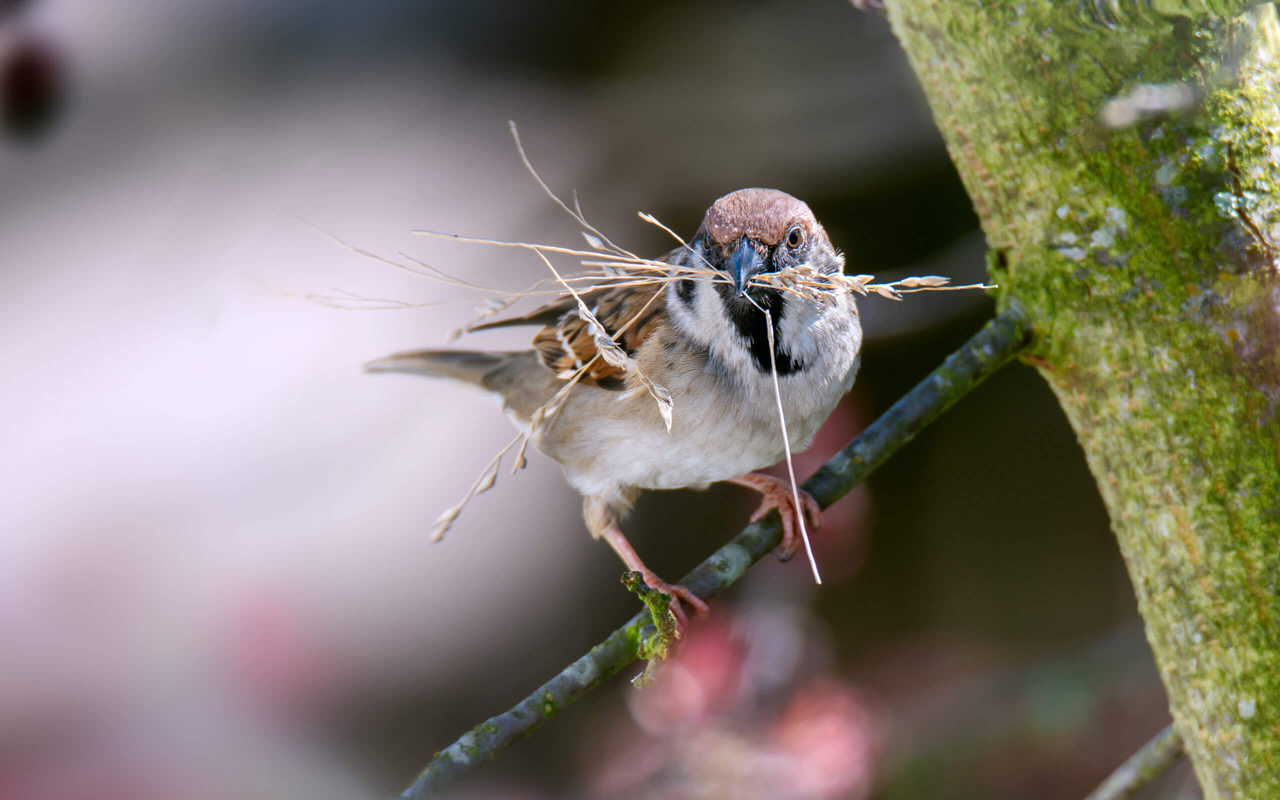 sparrow collecting nesting material