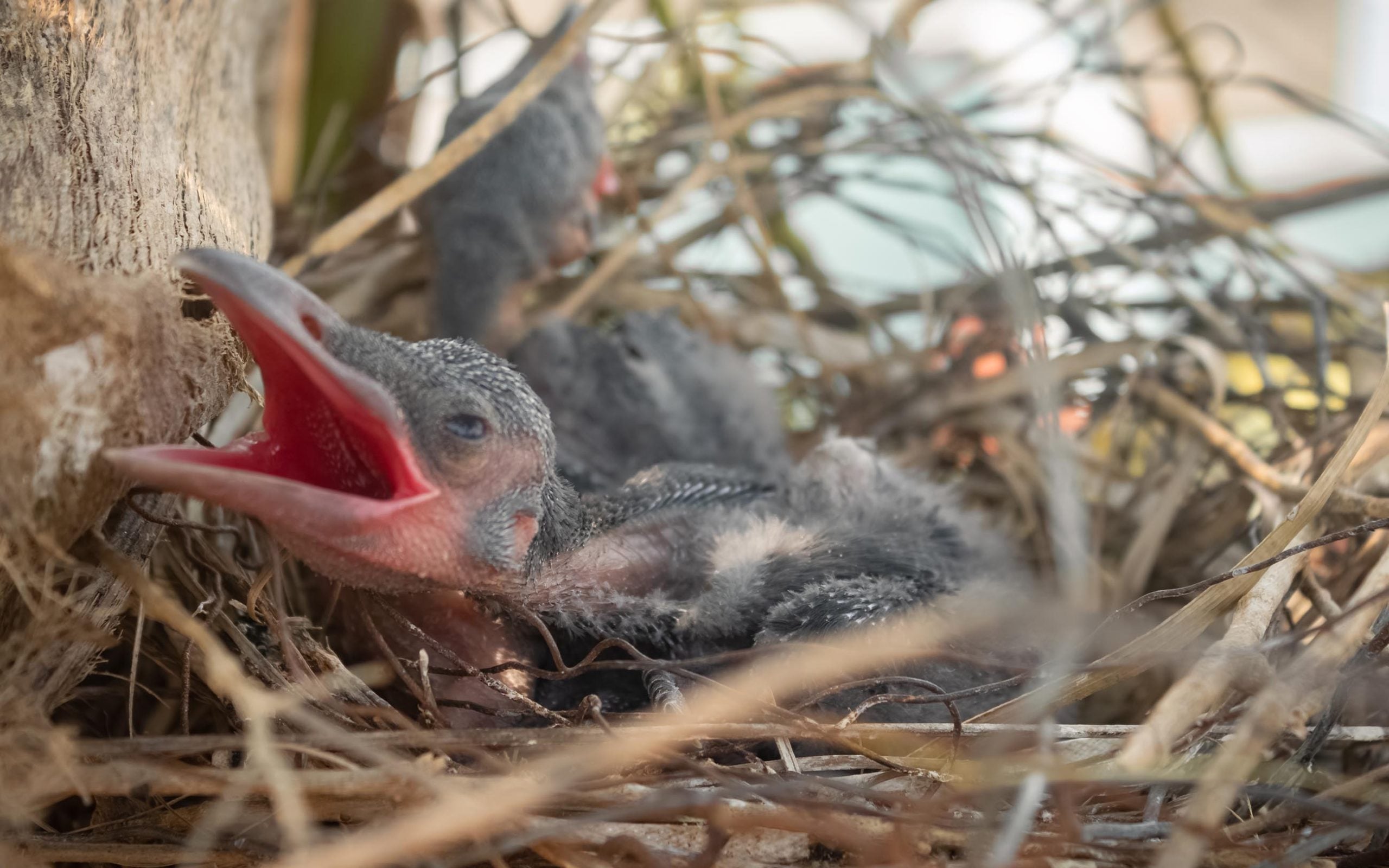 baby crows in nest