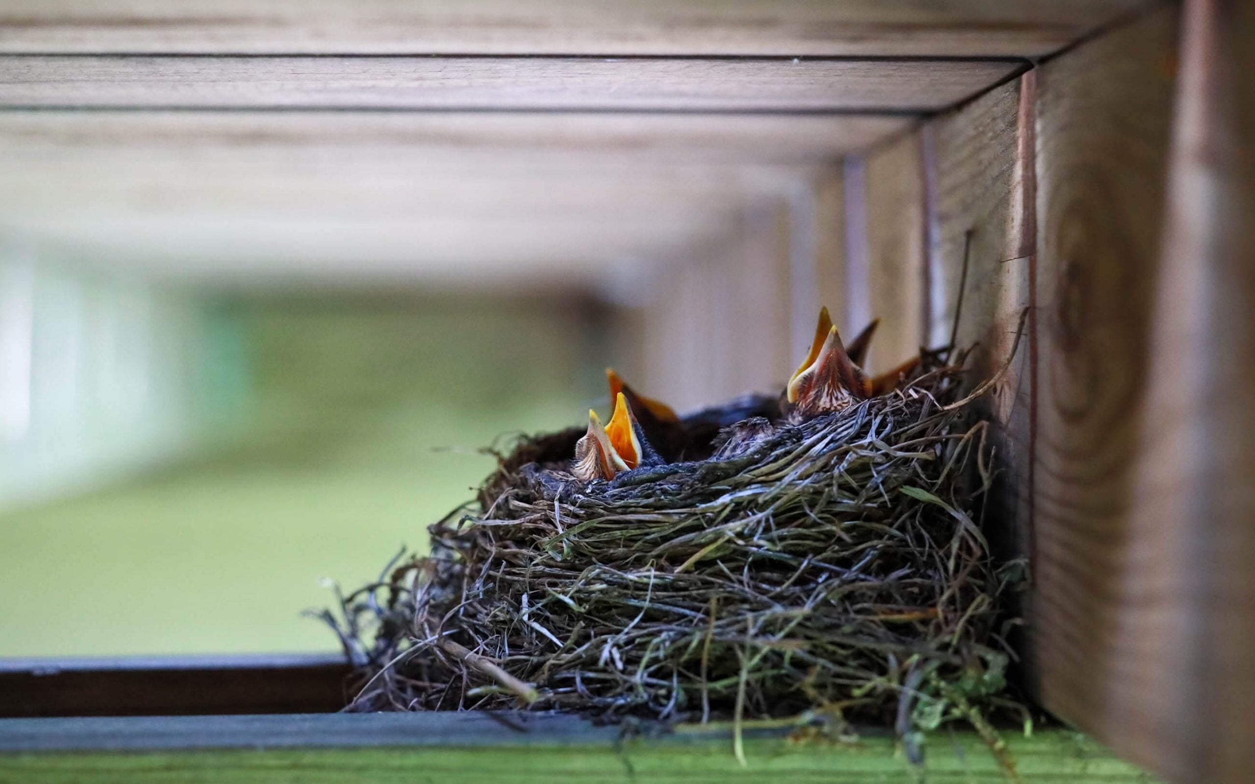 robin nest near stairs Four baby bird beaks stick out of the nest.