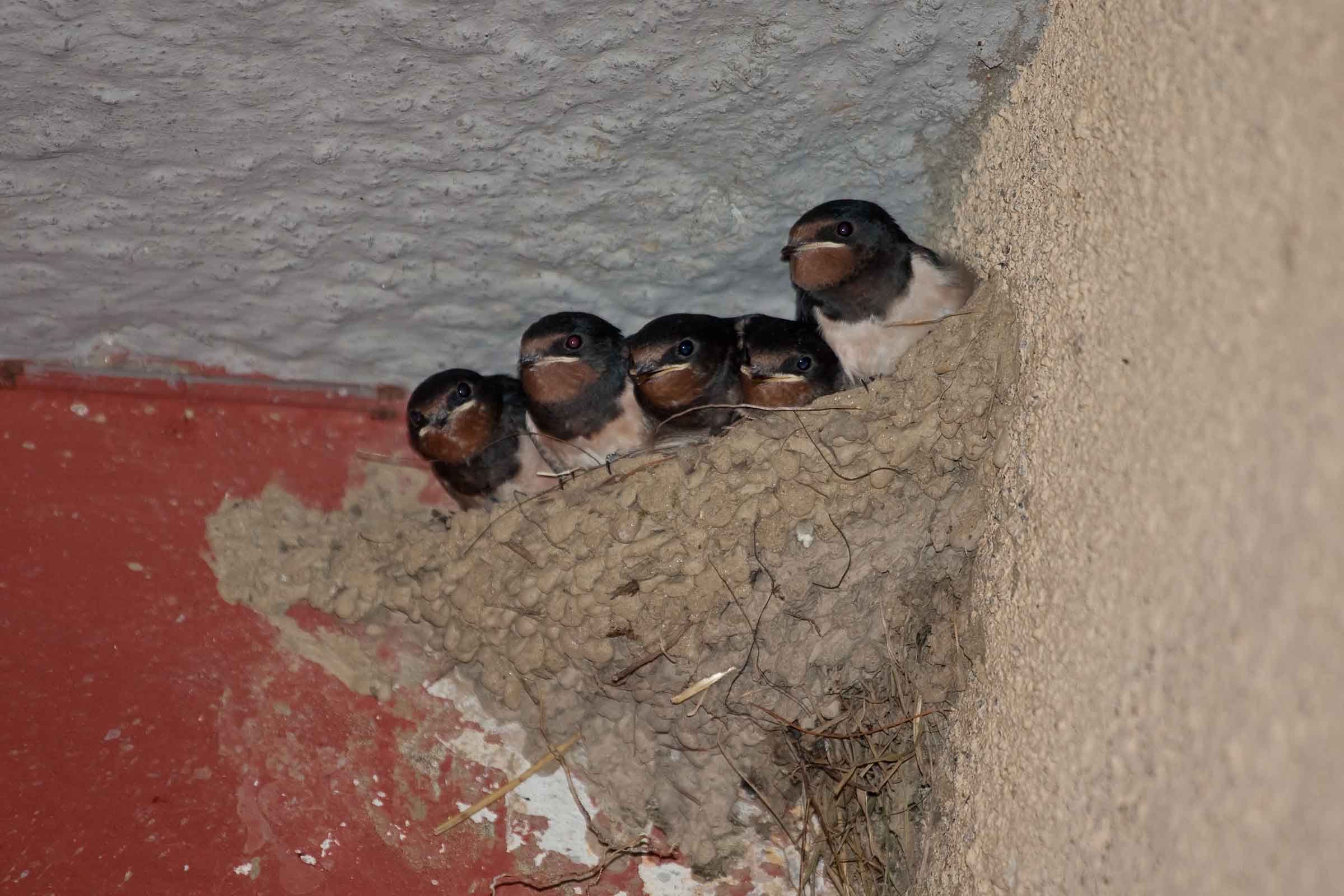 Five baby swallows in nest that is attached to the wall close to the ceiling