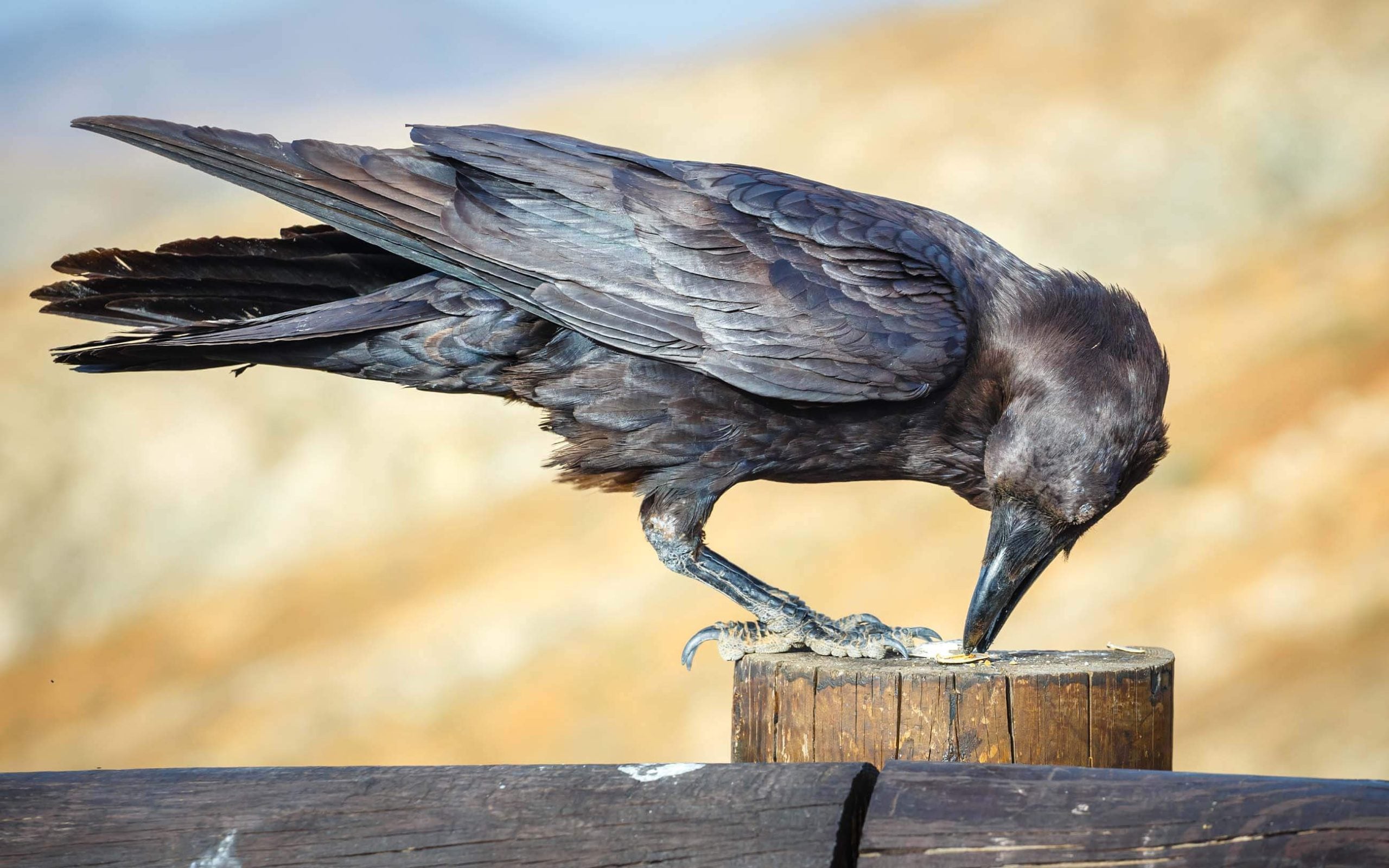 Common Raven on post