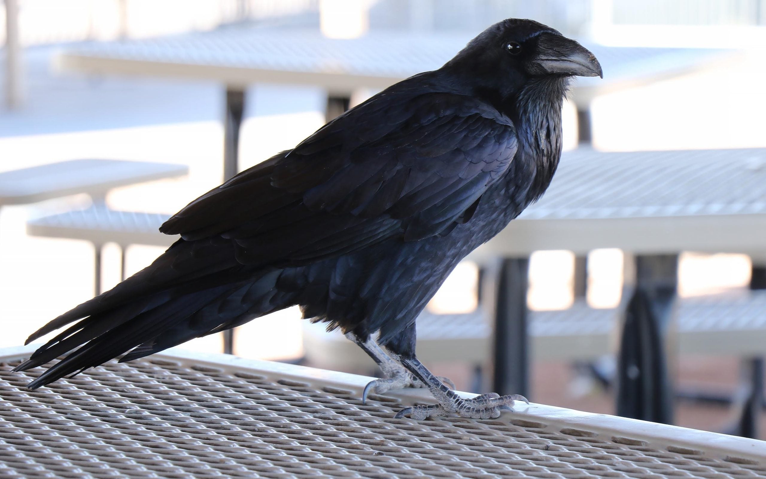 crow on restaurant table