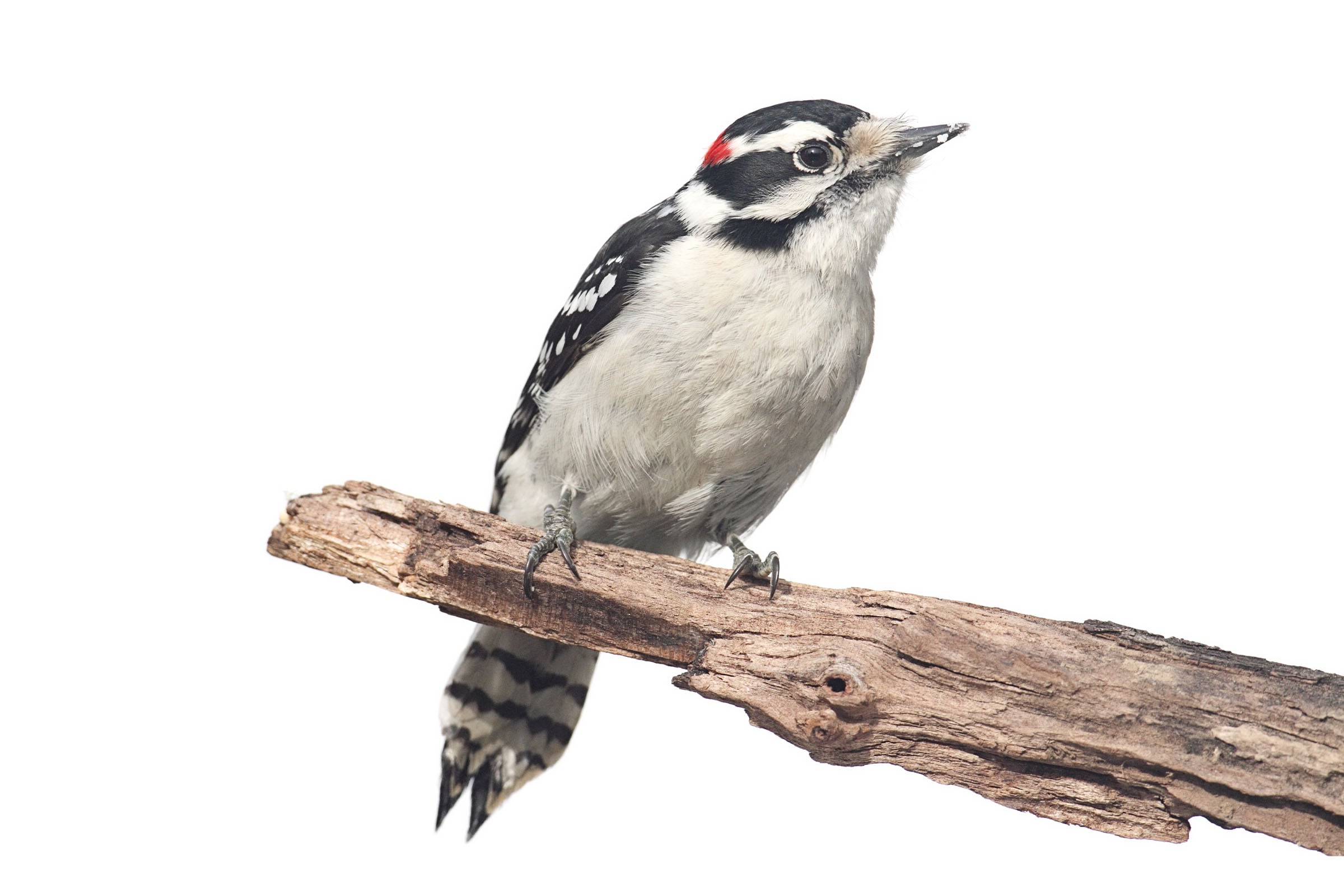 Downy Woodpecker on branch