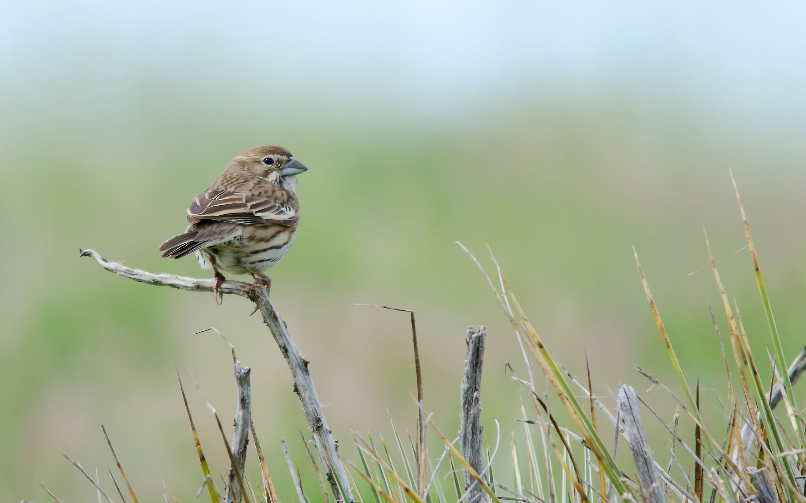 Lark Bunting perching on a stick