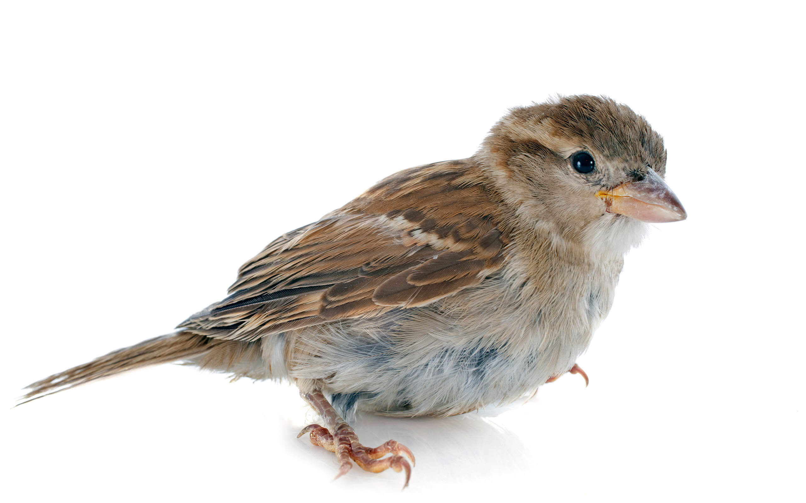 female house sparrow