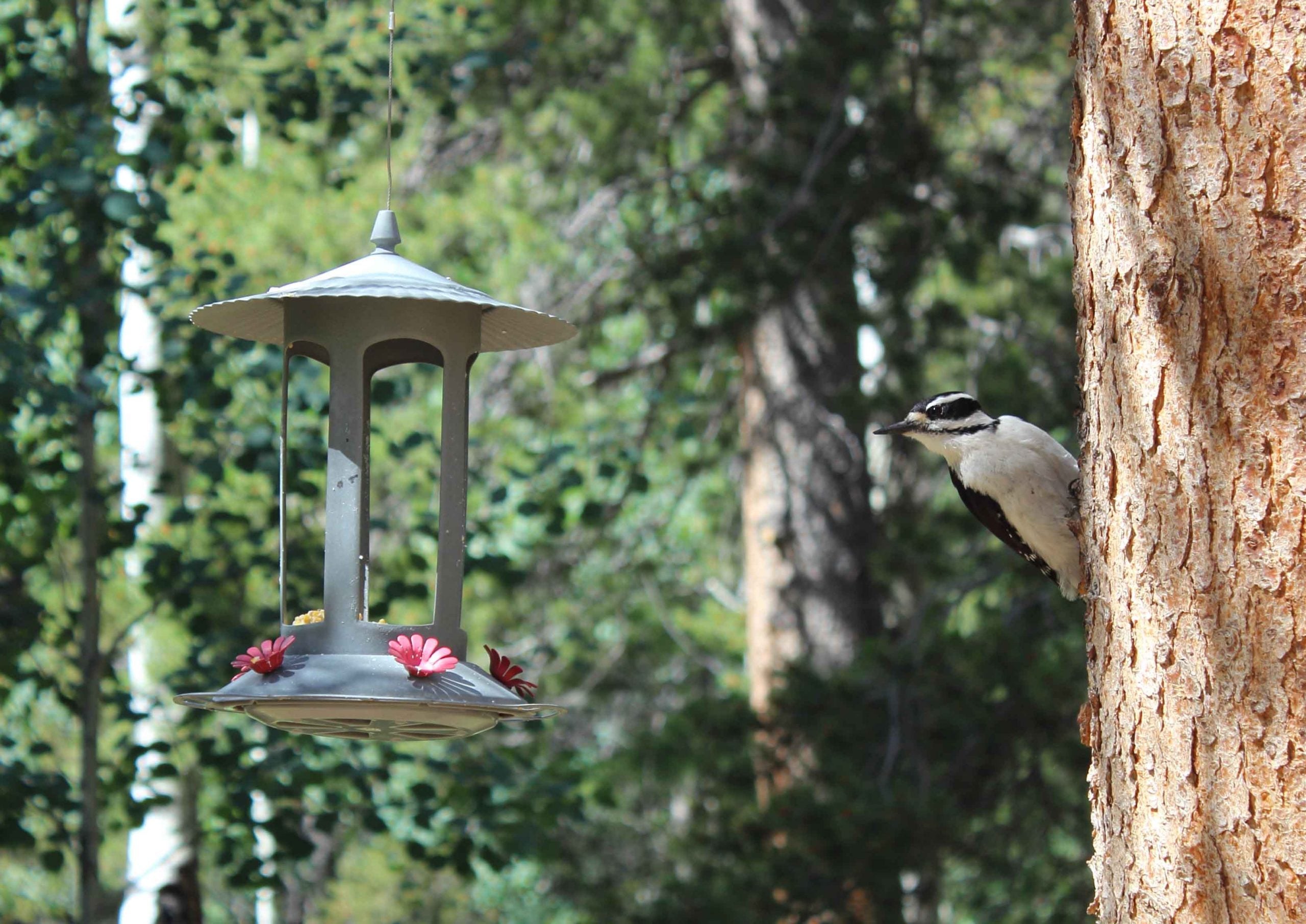 Hairy Woodpecker at feeder