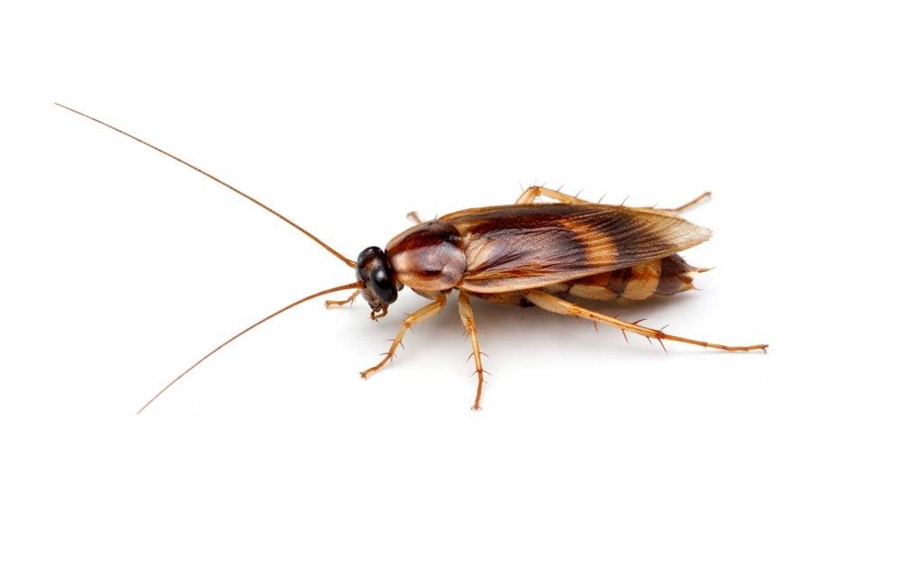 isolated brown banded cockroach
