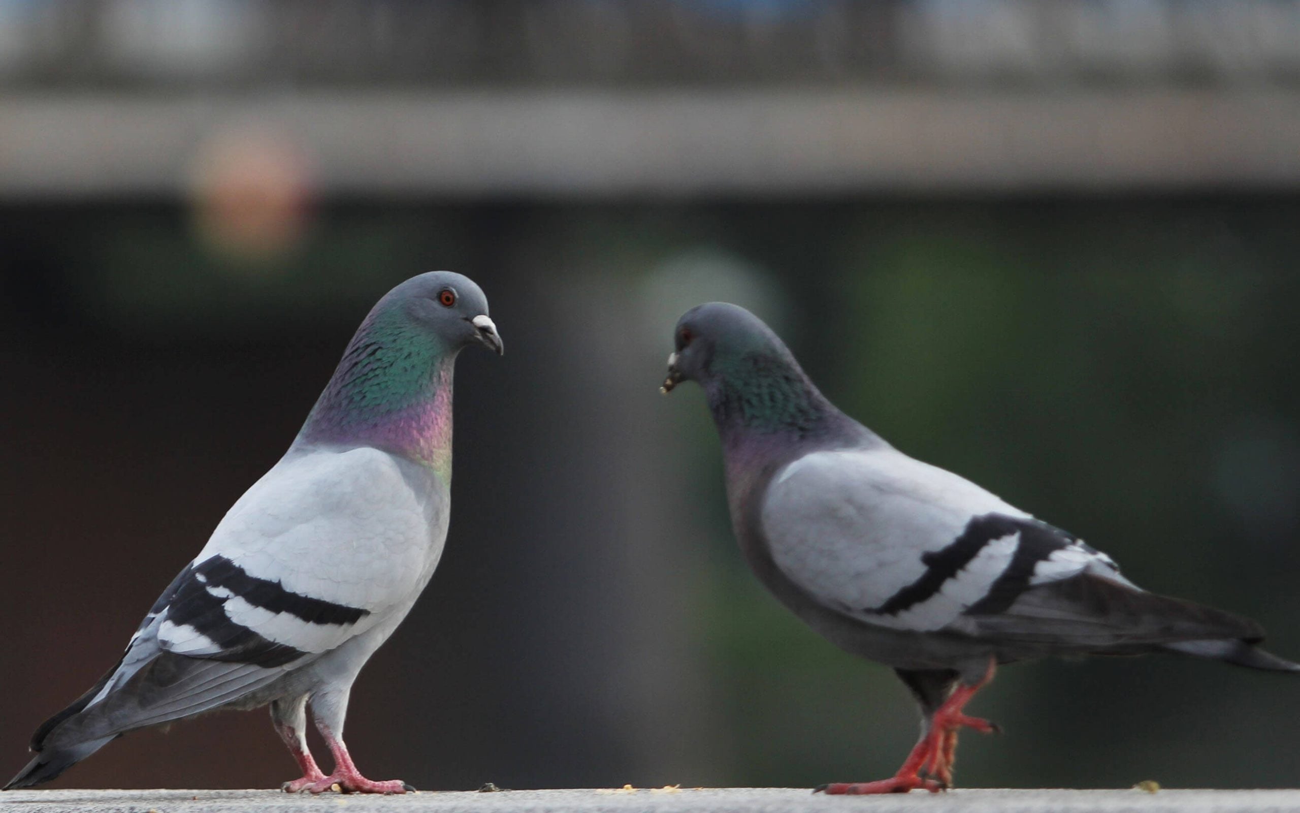 male to the left with more orange feet and female to the right.