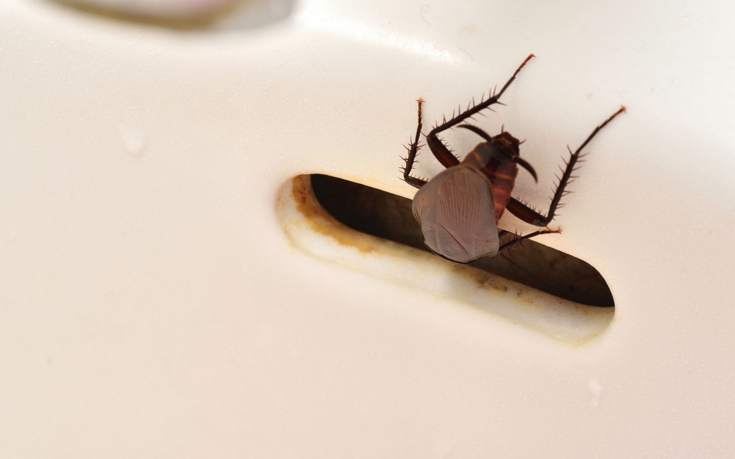 brown banded cockroach near sink