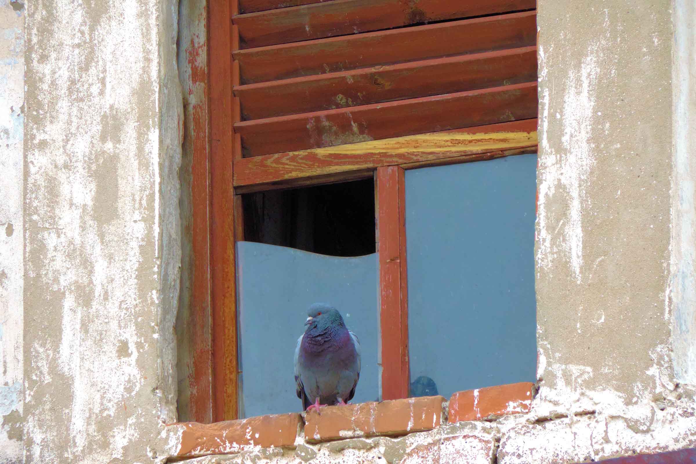 A pigeon perching on window sill near attic.